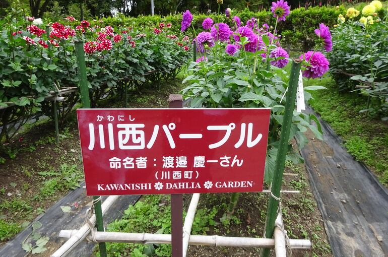 DSC03480